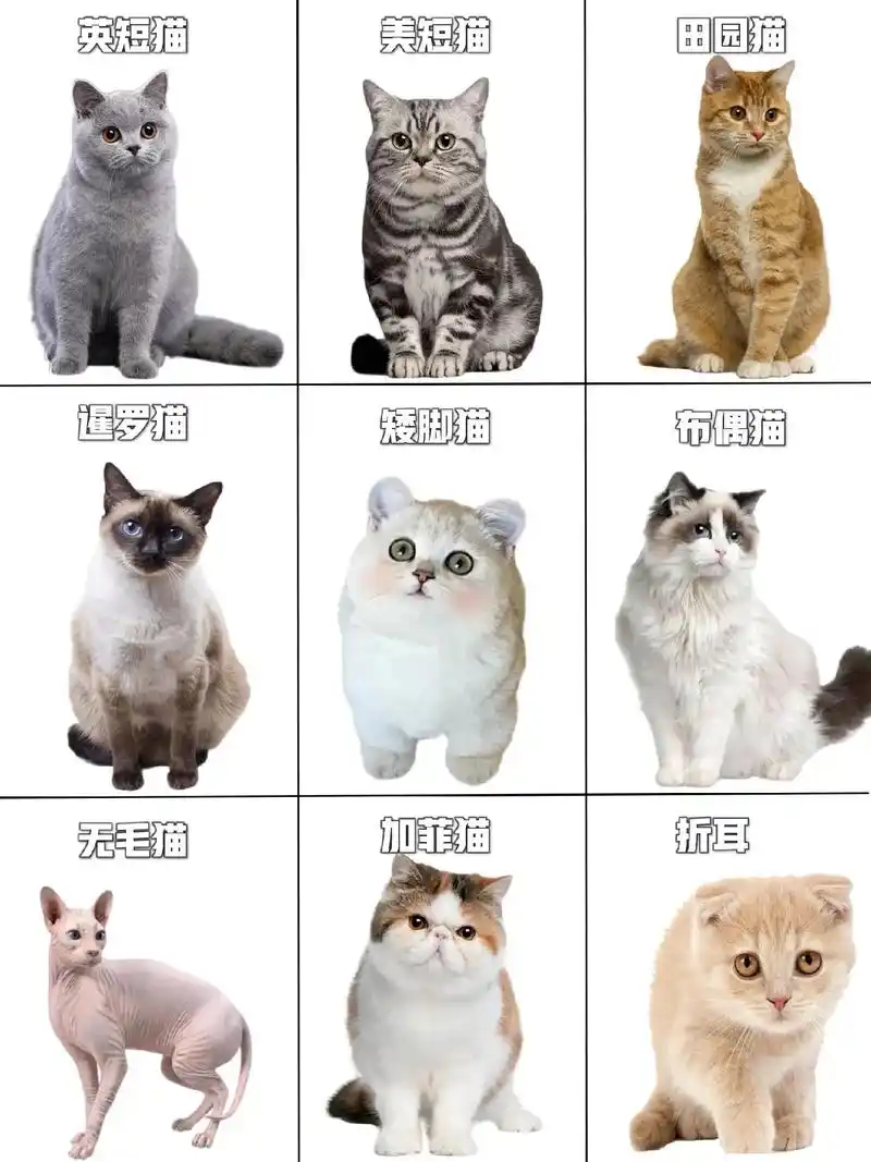 进来说说你家猫到底需要的是哪种猫粮6015.