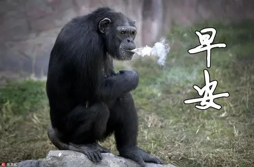 有没有搞笑的带图片的早安