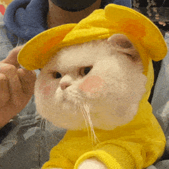 历史回顾大脸猫球球表情包第二弹