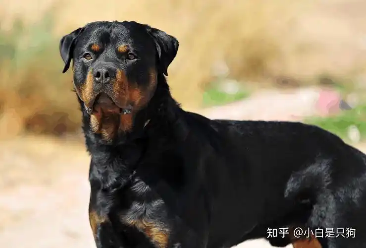 这几种狗"喜欢咬人",送你也别养,你家狗上榜了吗? - 知乎