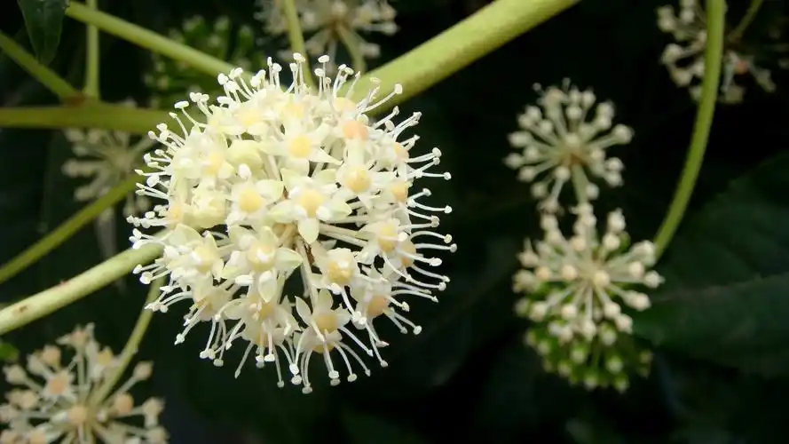 继续八角金盘.小球球.