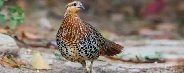 竹鸡怎么分公母 竹鸡如何分公母