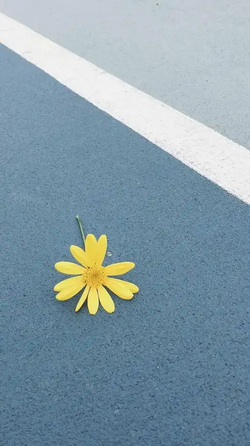 小清新治愈系静物