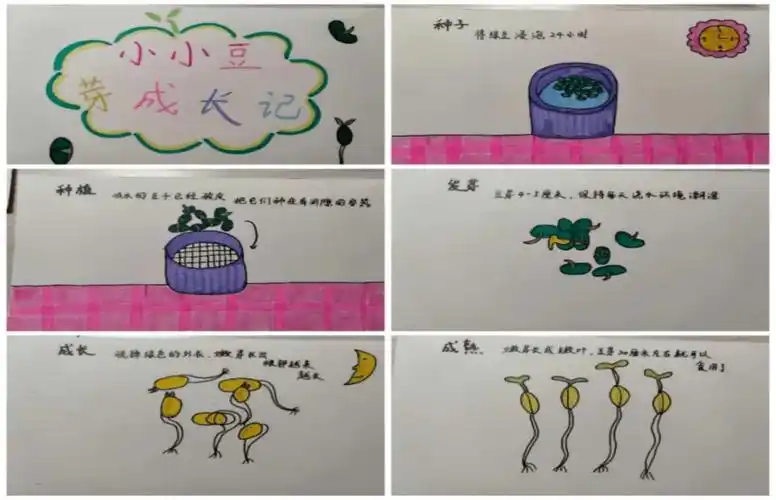 记录下生豆芽的全过程,并暗下决心学习豆子坚持不懈,努力生长的精神