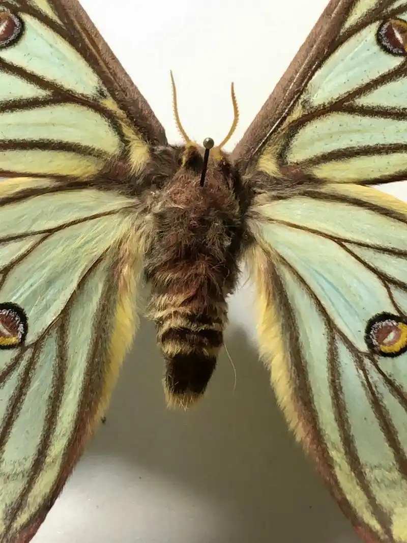 伊莎贝拉稀有母蛾 之前都是雄蛾,今天来展示一下雌,对比是雌是短尾巴