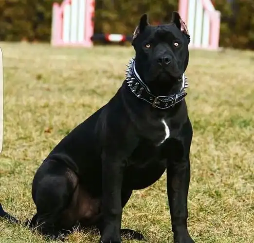 大型犬出门请用口套牵引绳烈性犬太吓人了