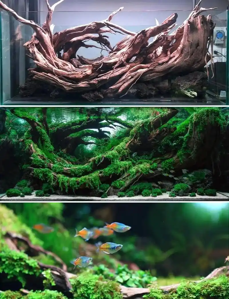 水草缸[魔幻色彩]造景过程.素材:沉木,火山石 水草:爬地珍 - 抖音