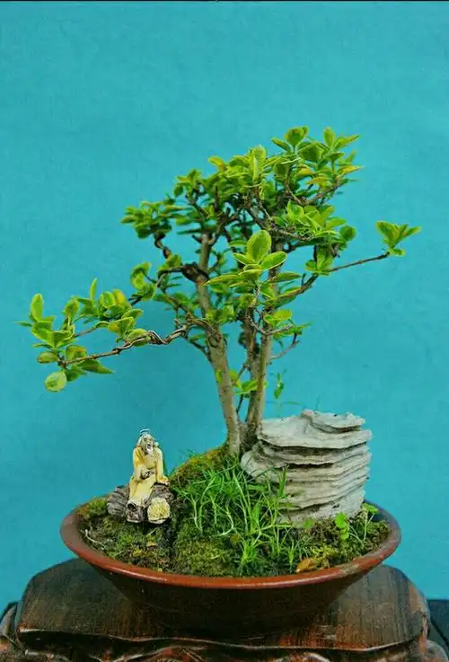 误佳期一一金叶女贞