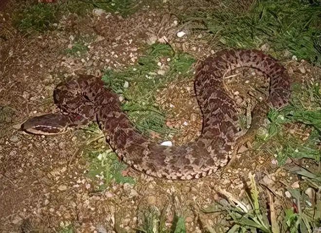 好危险湖南一老人被剧毒土公蛇咬伤这是什么蛇有多毒
