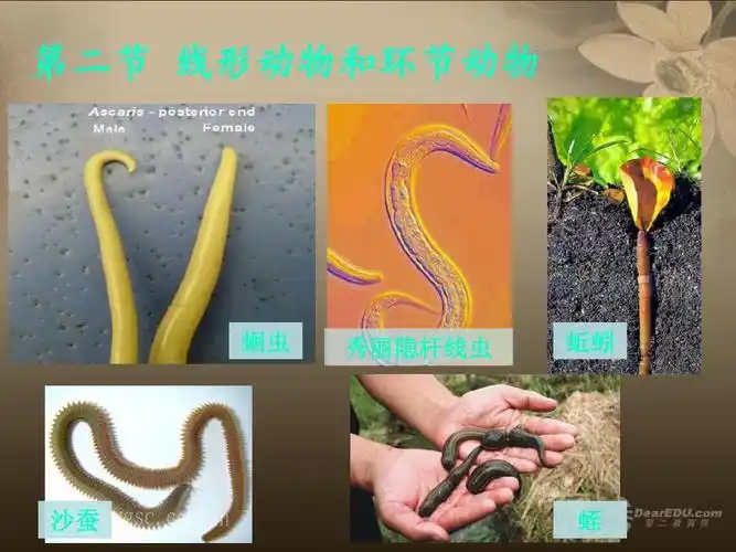 第二节 线形动物和环节动物 蛔虫 秀丽隐杆线虫 蚯蚓 沙蚕 蛭