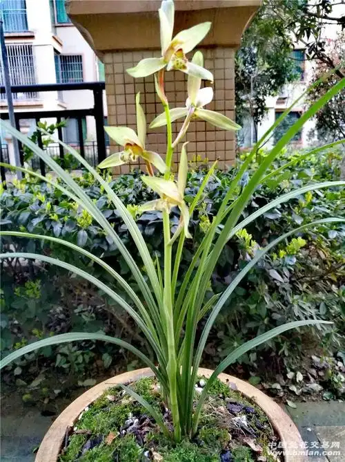 送春-送春篇-中国兰花交易网社区