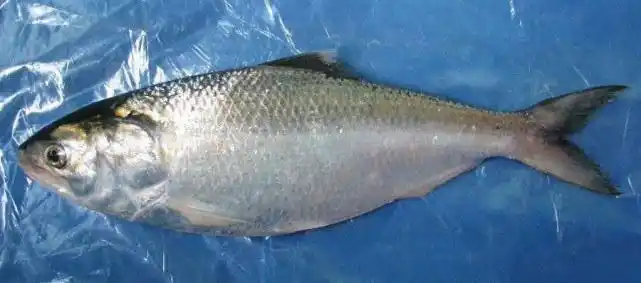 市售"鲥鱼"不是真的,曾经的长江三鲜之首,无法挽回命运_美国