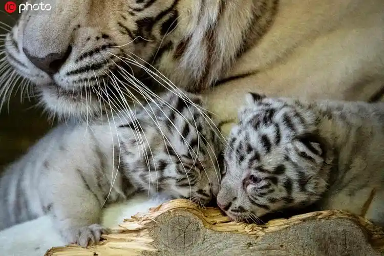 孟加拉虎幼崽乖巧萌人超级可爱