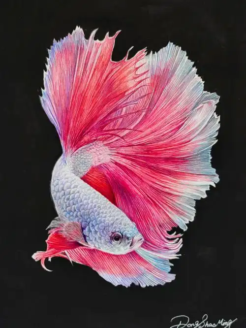 阿东绘制的彩铅画作鱼