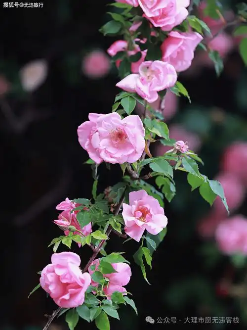 大理赏花季:蔷薇小众旅拍,风景这里独好!(附美图)