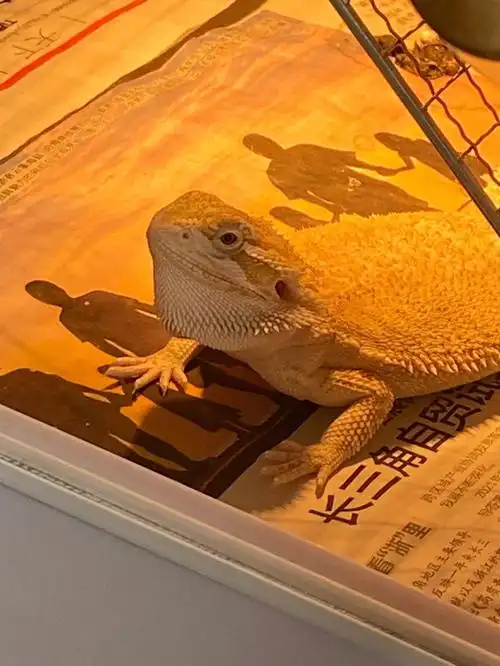 只敢窝里横,被我发现之后立马泄气怂了,眼神逐渐清澈#鬃狮蜥  #鬃狮蜥