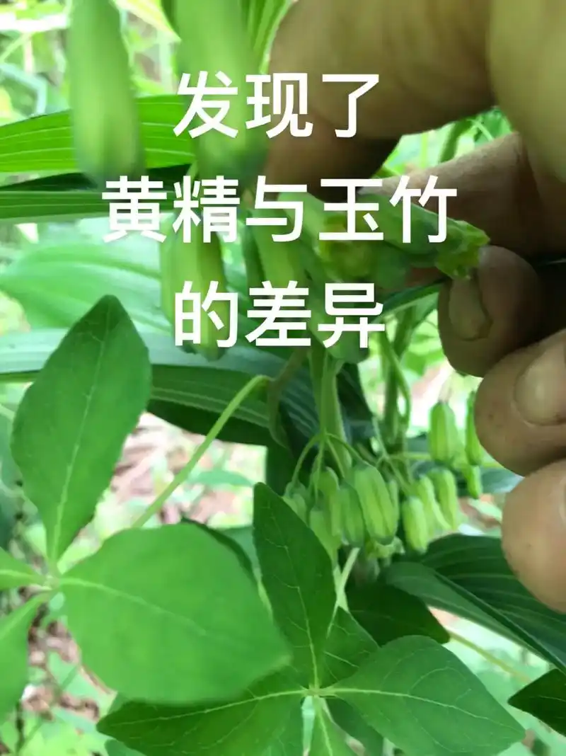 家父生前是药农,笔者4,5岁就接触黄精和玉竹.说实话,单从茎 - 抖音