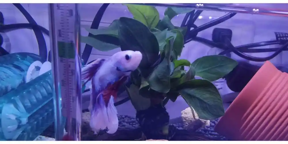 三条斗鱼,小粉鱼最聪明啦～每一个画面都是表情包,老是偷偷观察我,还