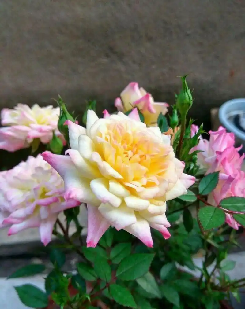 微型月季花"小五彩",一种会同时开几种颜色花朵的植物,五颜六色,绚丽