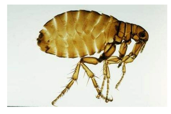 跳蚤长的是什么样的?