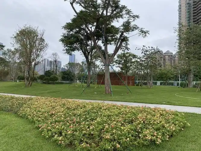 广州塔羊城广场露初颜:中央有水池,绿植已栽好_绿化