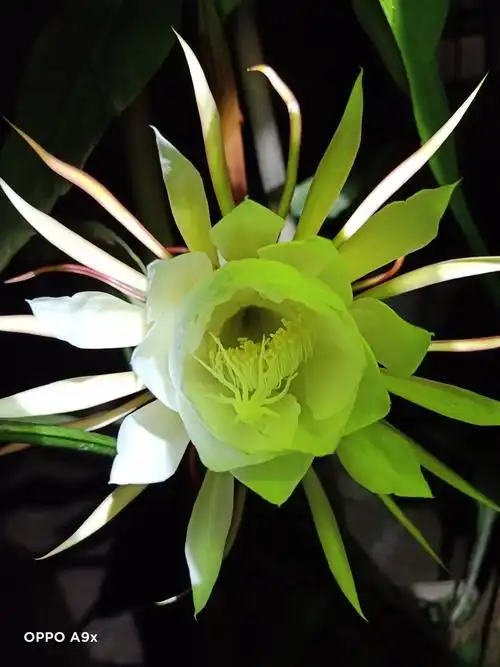 昙花一现最美瞬间