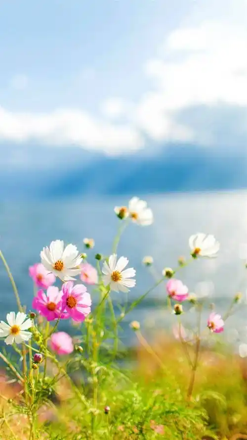 小清新,大理,双廊,洱海,自然美景,小清新,手机壁纸美丽大理