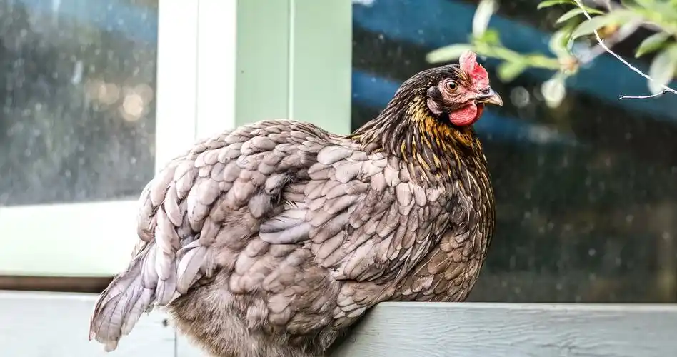 photoofbrownchicken图片