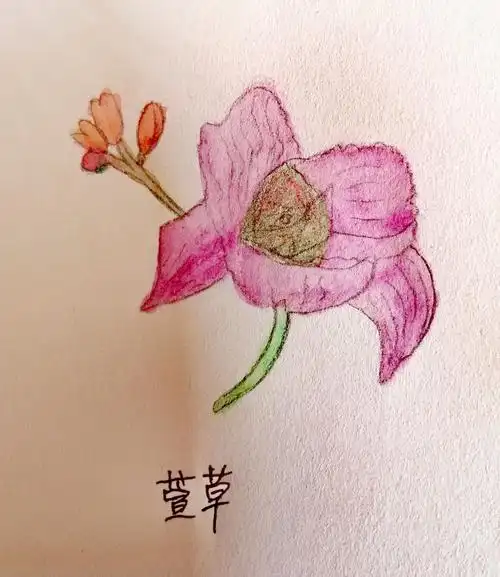 简笔画四十一植物篇