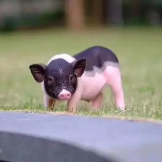小香猪活体 幼崽家养纯种宠物猪活物可爱萌宠网红小香猪活体包活 公
