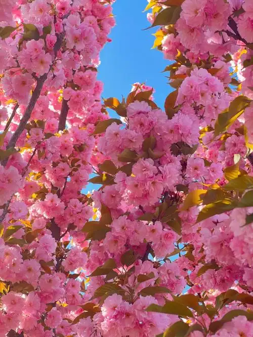 棵树就成为了2022年的春天,人也是一样,一人也可以活的精彩漂亮#樱花