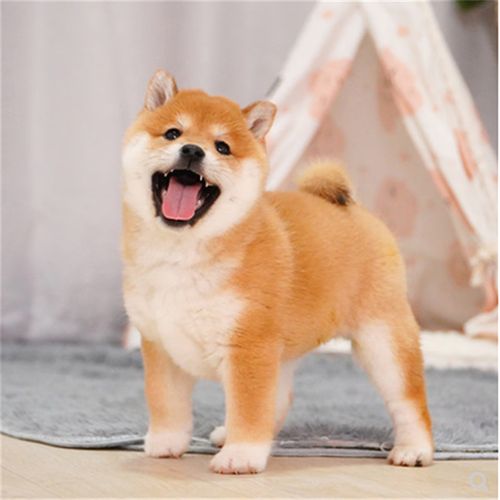 宠心伴纯种柴犬幼犬宠物狗狗活体 日本柴犬活物宠物狗 宠物级 公