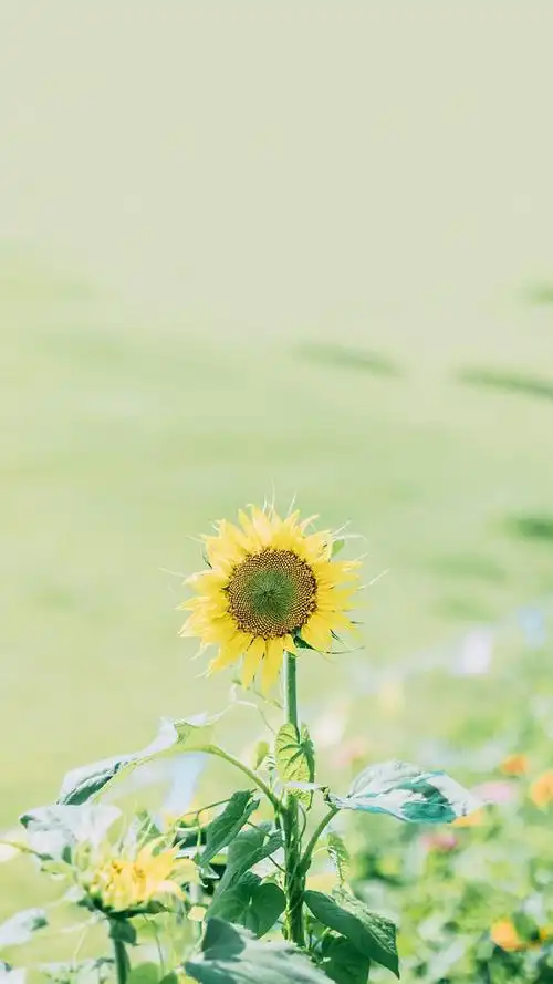 小清新治愈花卉图片手机壁纸~~清新唯美的植物图片很适合做壁纸哦~~更