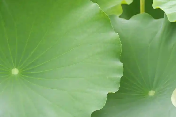 治愈系绿喜欢的事物多看几眼还是喜欢