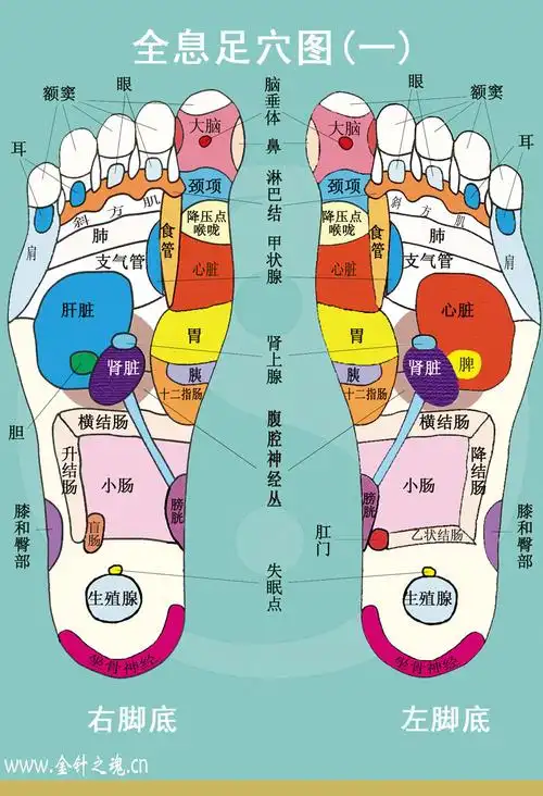 足部反射区与全息图