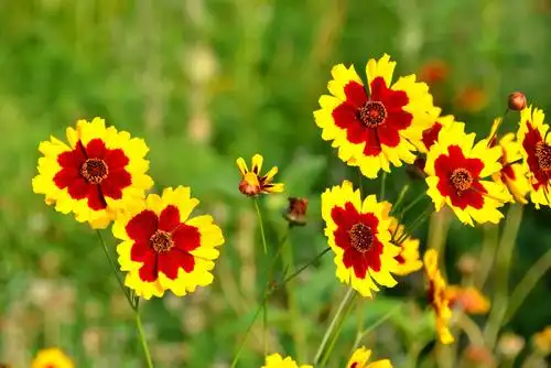 花 花草草是夏天的约定,大自然的美丽.