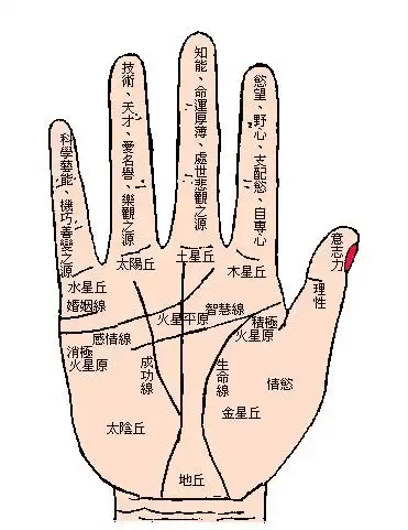 女人双手断掌纹