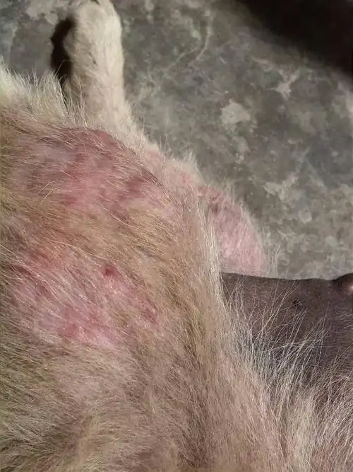 小狗长了满身红色疙瘩,怎么治