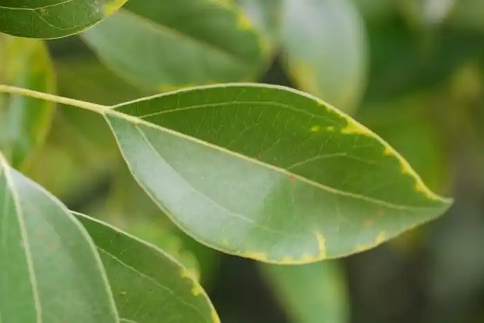 樟树cinnamomumcamphora