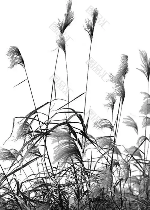 黑白芦苇素材