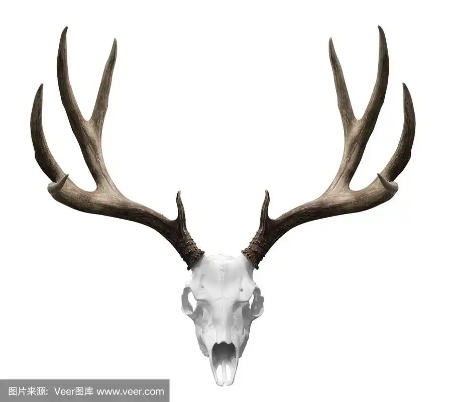 isolted鹿头骨