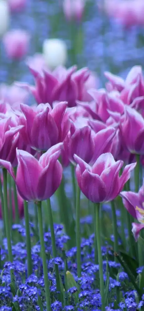 唯美花卉郁金香摄影手机壁纸