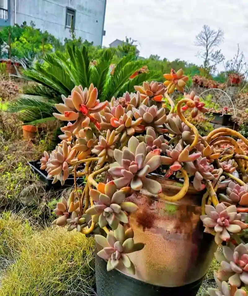 浙江网友纯露养的"冬美人"老桩,这个状态实在太惊艳了