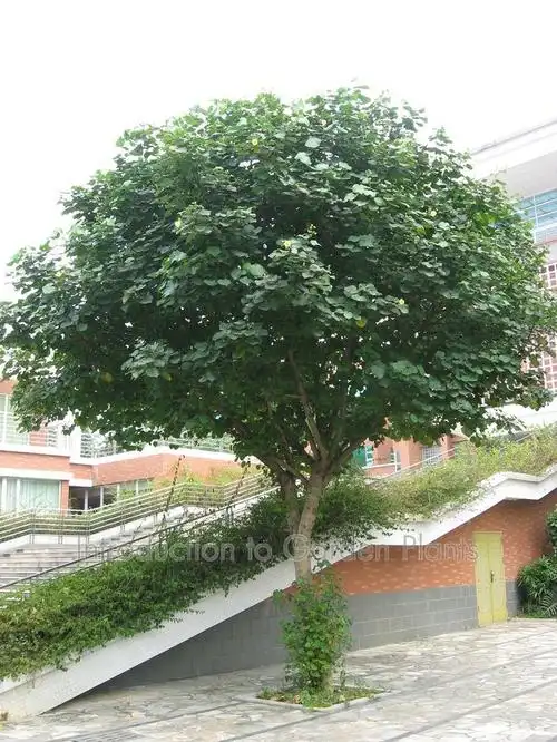 花叶黄槿的图片搜索结果