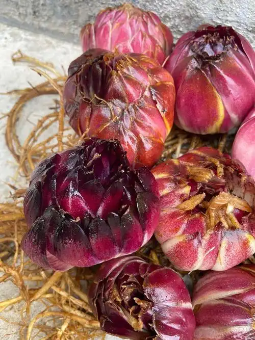 野生药百合,药食同源苦味,药用价值高,煲汤.