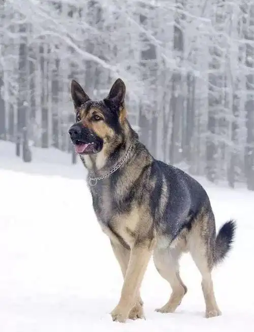 中国的狼狗到底是什么品种