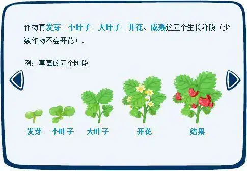 草莓的生长过程