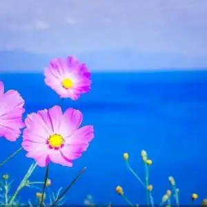 高原上的格桑花头像