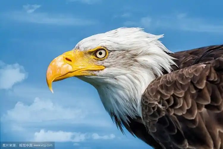 鹰- 堆糖,美图壁纸兴趣社区