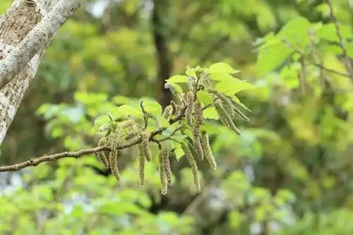 鉴定学名 构树  broussonetia papyrifera (l.) lhér. ex vent.